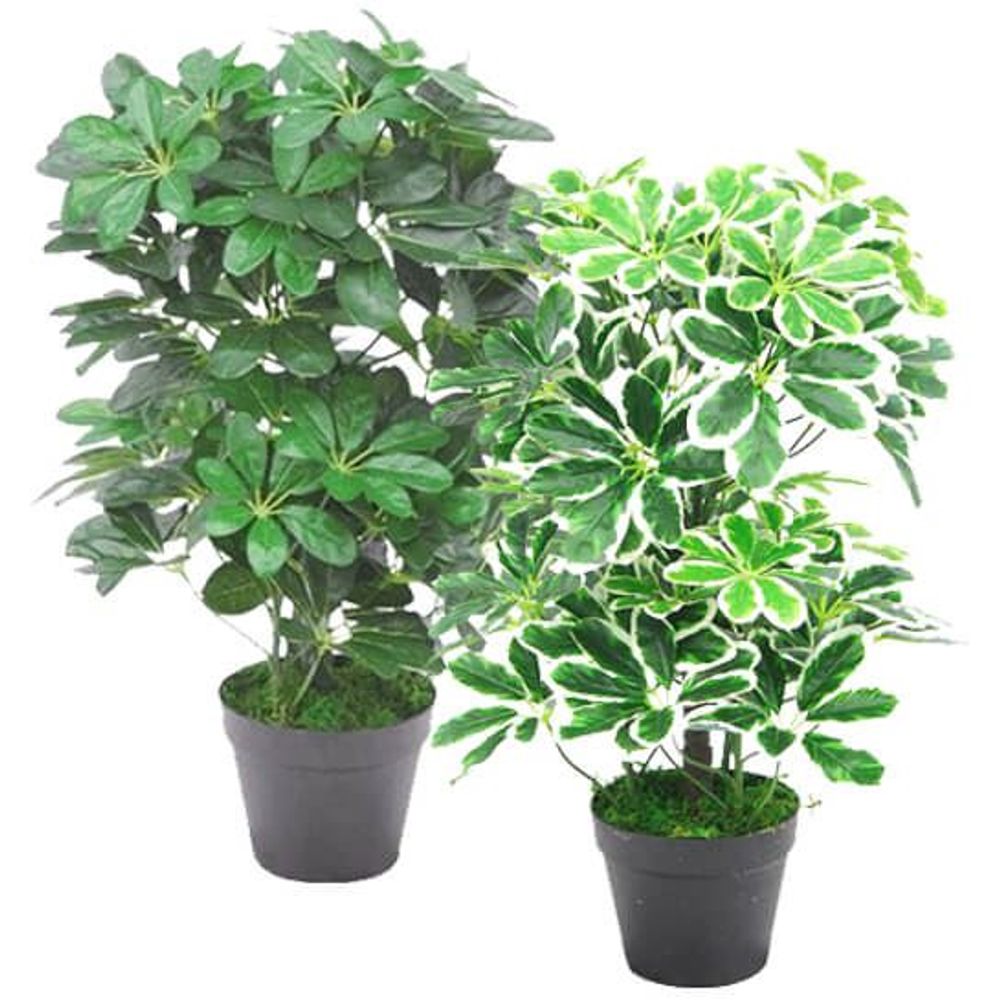 55cm Dark Green Artificial Schefflera Arboricola: Realistic, Safe, High-Quality