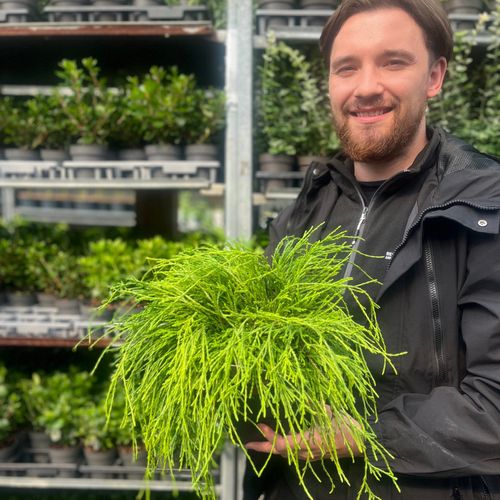 Chamaecyparis pisifera 'Sungold' 2L