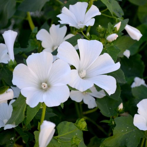 Lavatera 'Marshmallow Ice White' 9cm