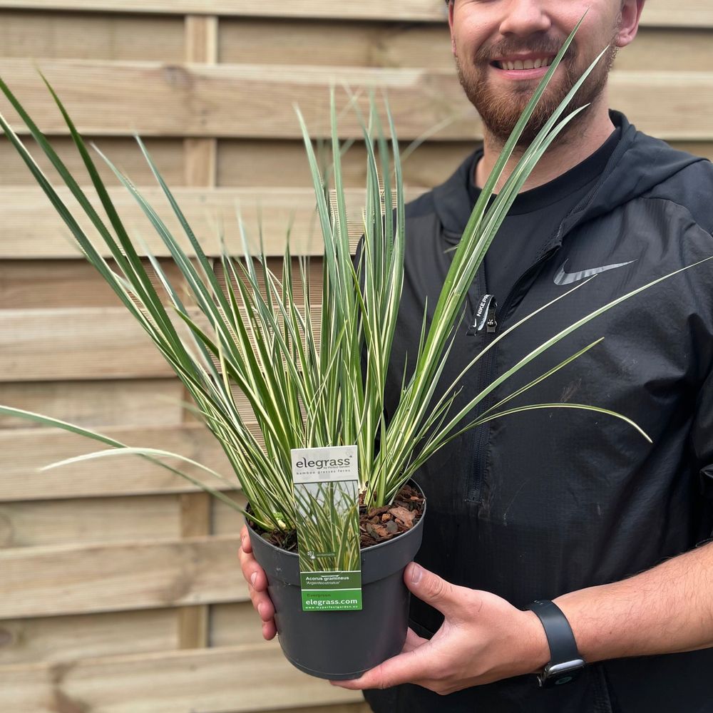 Acorus gramineus 'Argenteostriatus' 1.8L