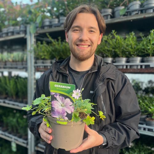 Geranium 'Dreamland' 2L