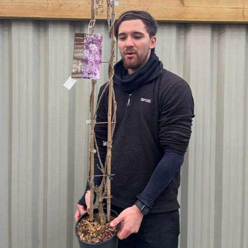 Wisteria sinensis on frame 100cm 4L