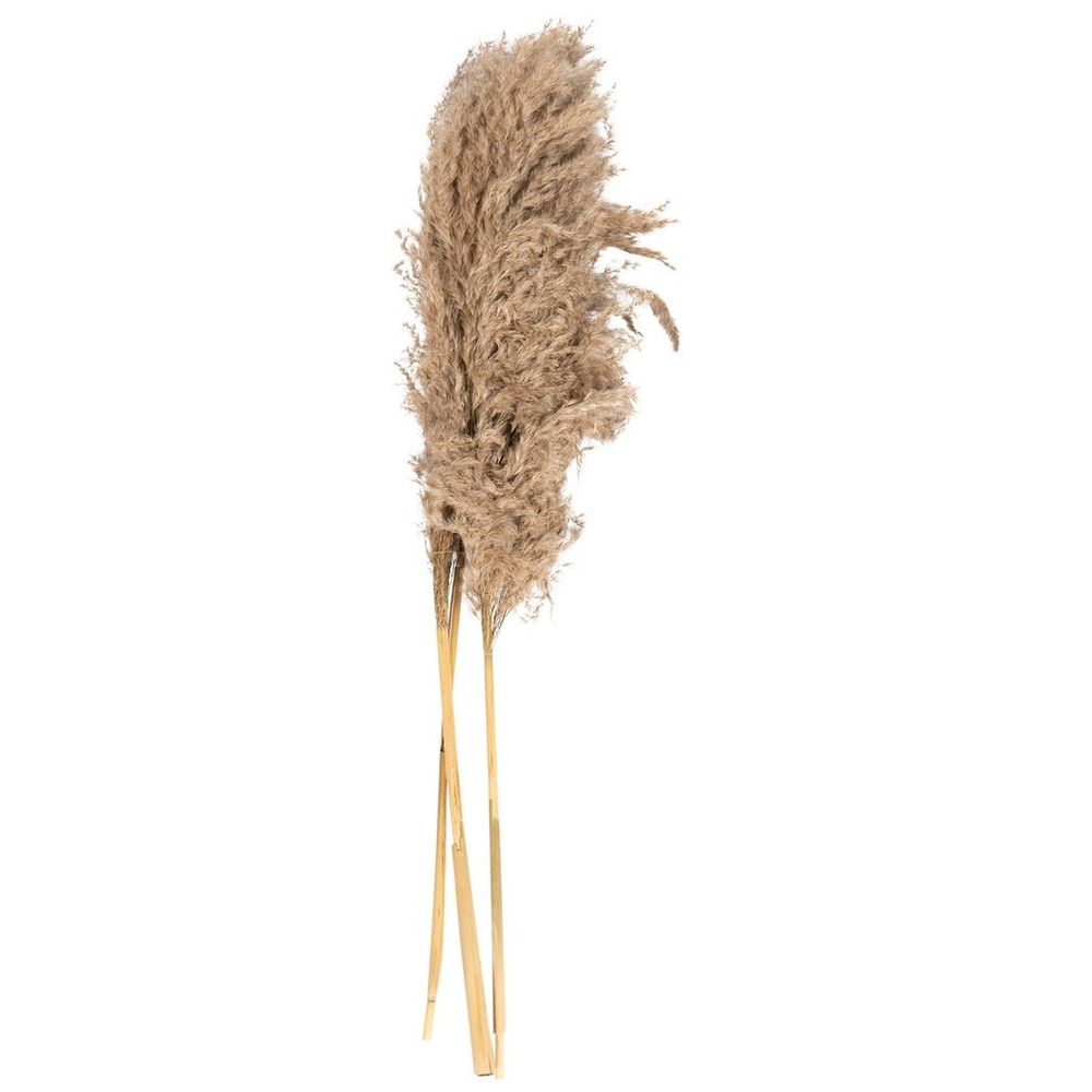 Naturally Dried Pampas Grass Stem 79cm - Pack of 3