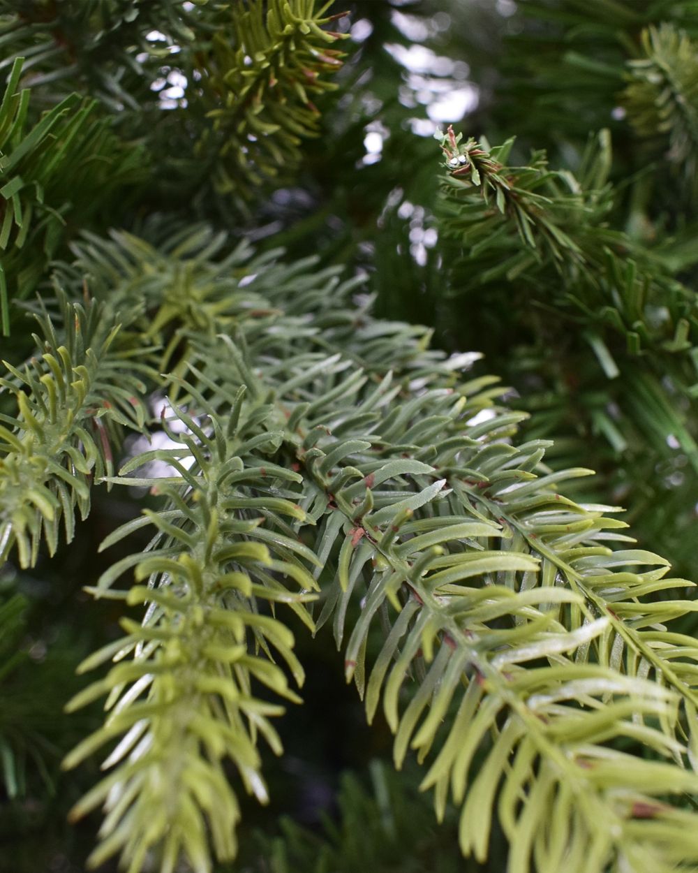 Minnesota Pine 6.5ft Artificial Christmas Tree