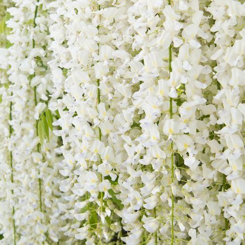 Wisteria sinensis 'Alba' on Frame 4L 100cm