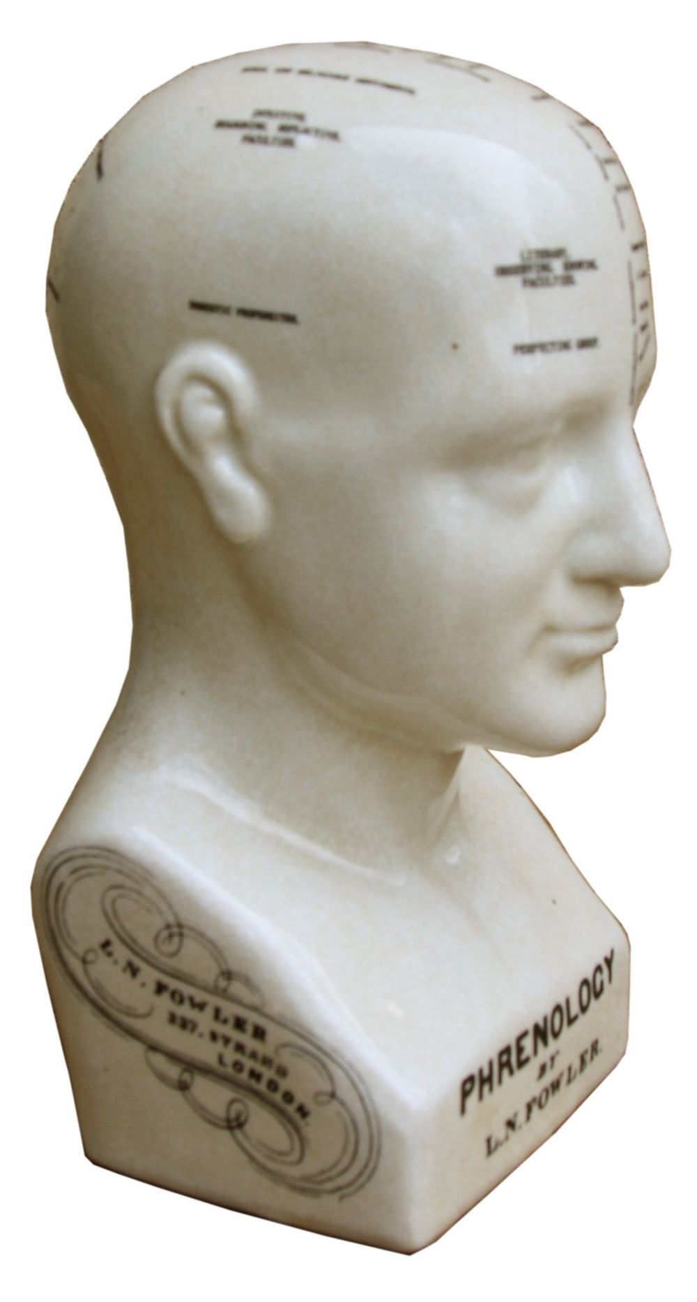 Ceramic Phrenology Head, 25cm: Ancient Knowledge & Art, Quality Craftsmanship