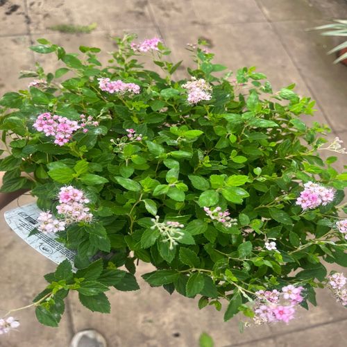 Spiraea japonica 'Little Princess' 2L