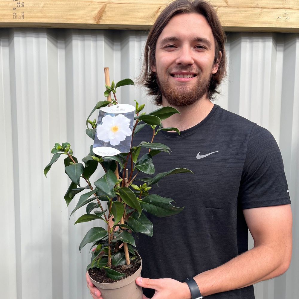 Camellia japonica White Swan 60cm