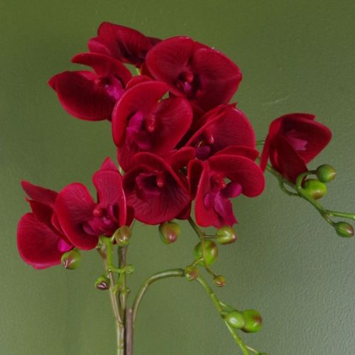 50cm Phalaenopsis Orchid Artificial Dark Red Gold Pot