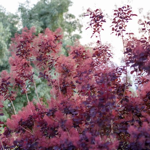 Cotinus cog. 'Royal Purple' 2L