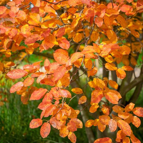 Amelanchier lamarckii 7.5L