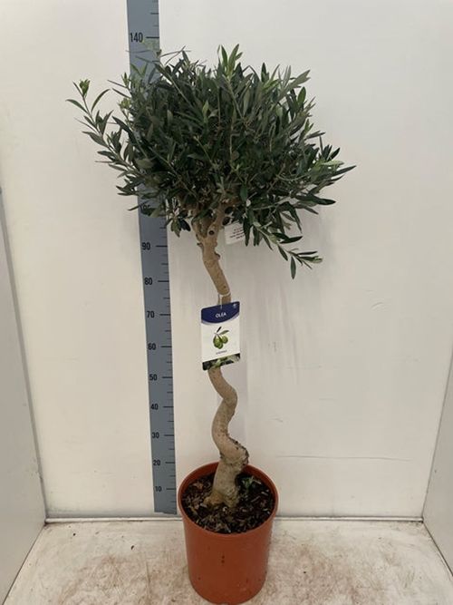 4-5ft Twisted Stem Olive Tree | Hardy Evergreen Potted Tree