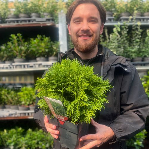 Thuja occidentalis 'Danica' 2L / 3L