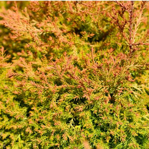 Thuja occidentalis 'Fire Chief' 9cm