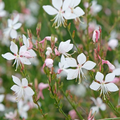 Gaura lindheimeri Gaudi White 1.5L