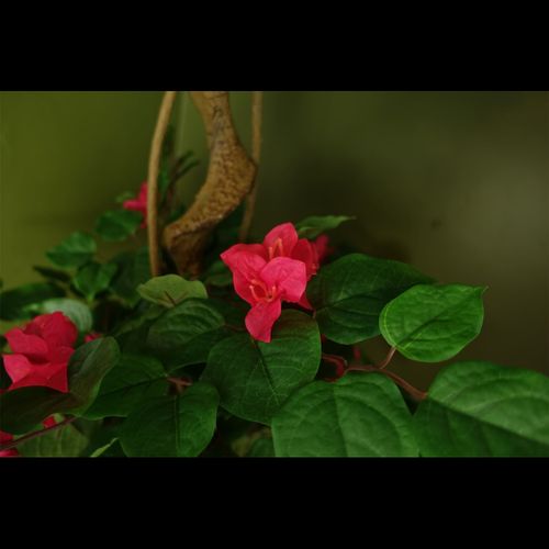 150cm Pink Japanese Artificial Silk Bougainvillea Tree