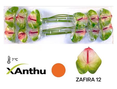 Anthurium Zafira Green Stems – 40cm