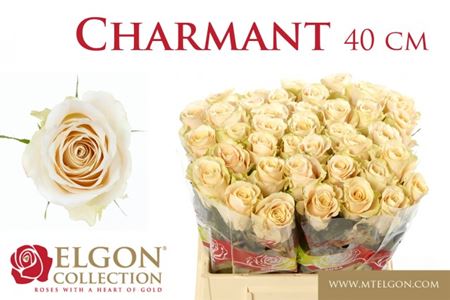 Rose Charmant (20 Stems)