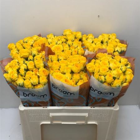 Spray Rose - Rosa - Ramona