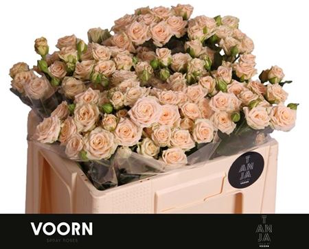 Spray Rose - Rosa - Tanja