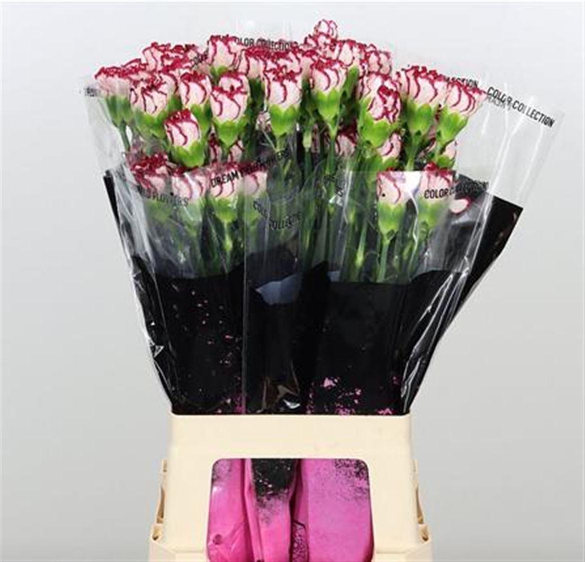 Standard Carnation - Dianthus - Olympia