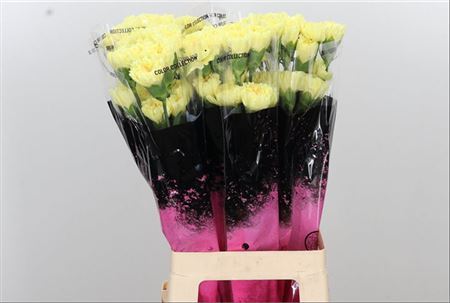 Standard Carnation - Dianthus - Hermes