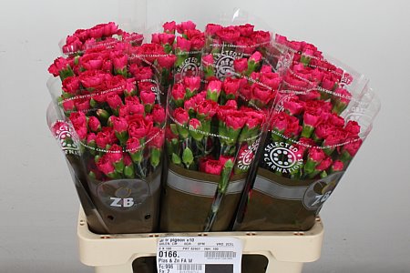 Spray Carnation - Dianthus - Pigeon
