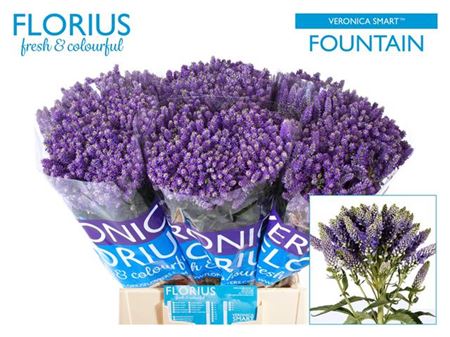 Blue Veronica ‘Smart Fountain’ – 50cm Stems
