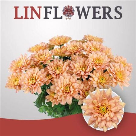 Spray Chrysanthemum - Chrysanthemum - Baltica Salmon