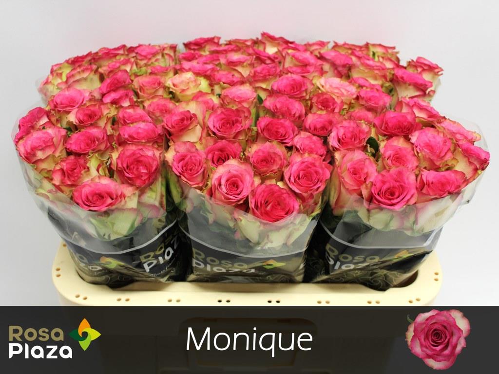 Rose - Rosa - Monique