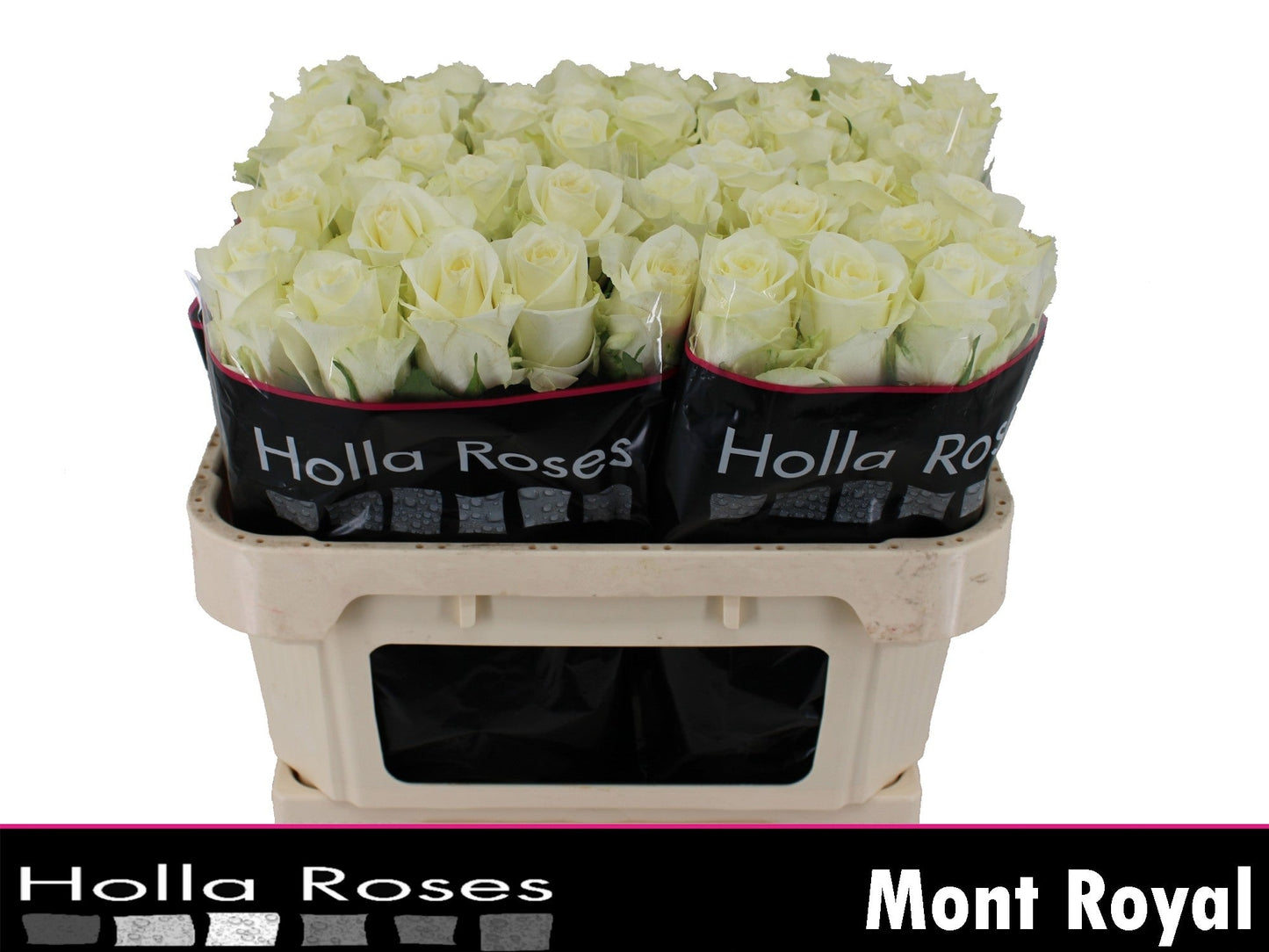 Rose - Rosa - Mont Royal