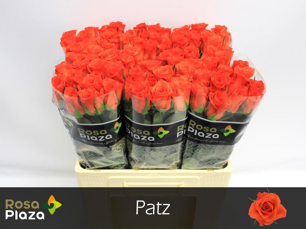 Rose - Rosa - Patz