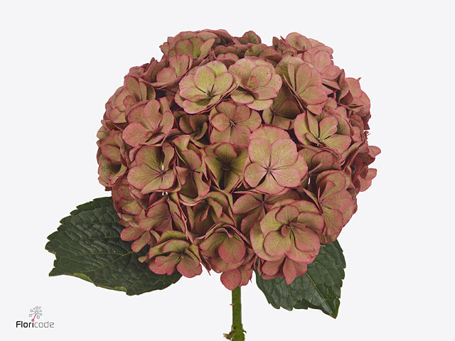 Hydrangea - Royal Anastasia (classic)
