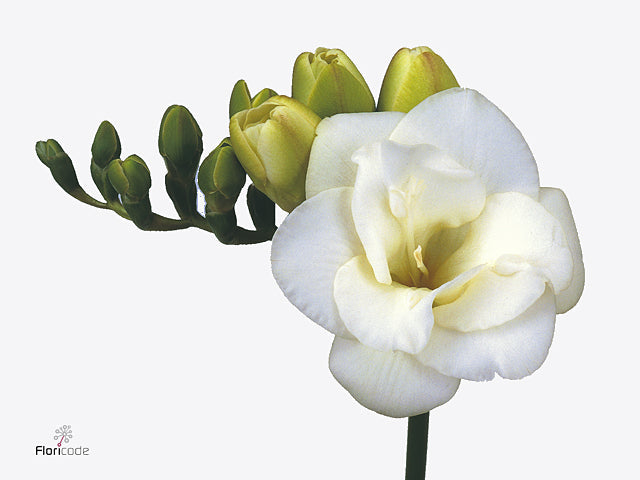 Double Freesia - Freesia - Ricaille