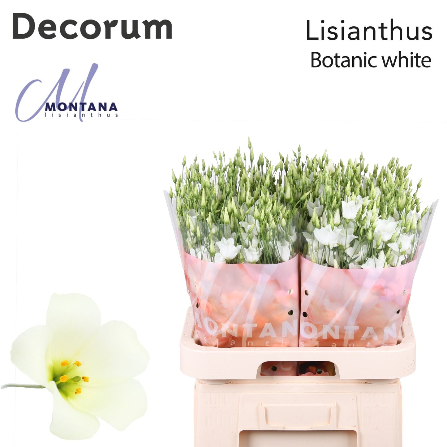 White Lisianthus ‘Macherie White’ – 70cm Stems
