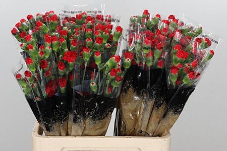 Spray Carnation - Dianthus - Aragon