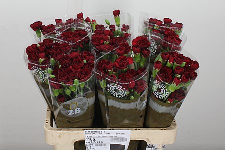Spray Carnation - Dianthus - Chateau