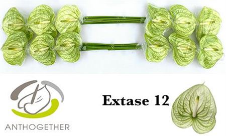 Green Anthurium Extase Cut Flowers – 40cm Stems