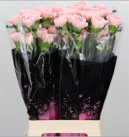 Carnation - Dianthus - Doncel