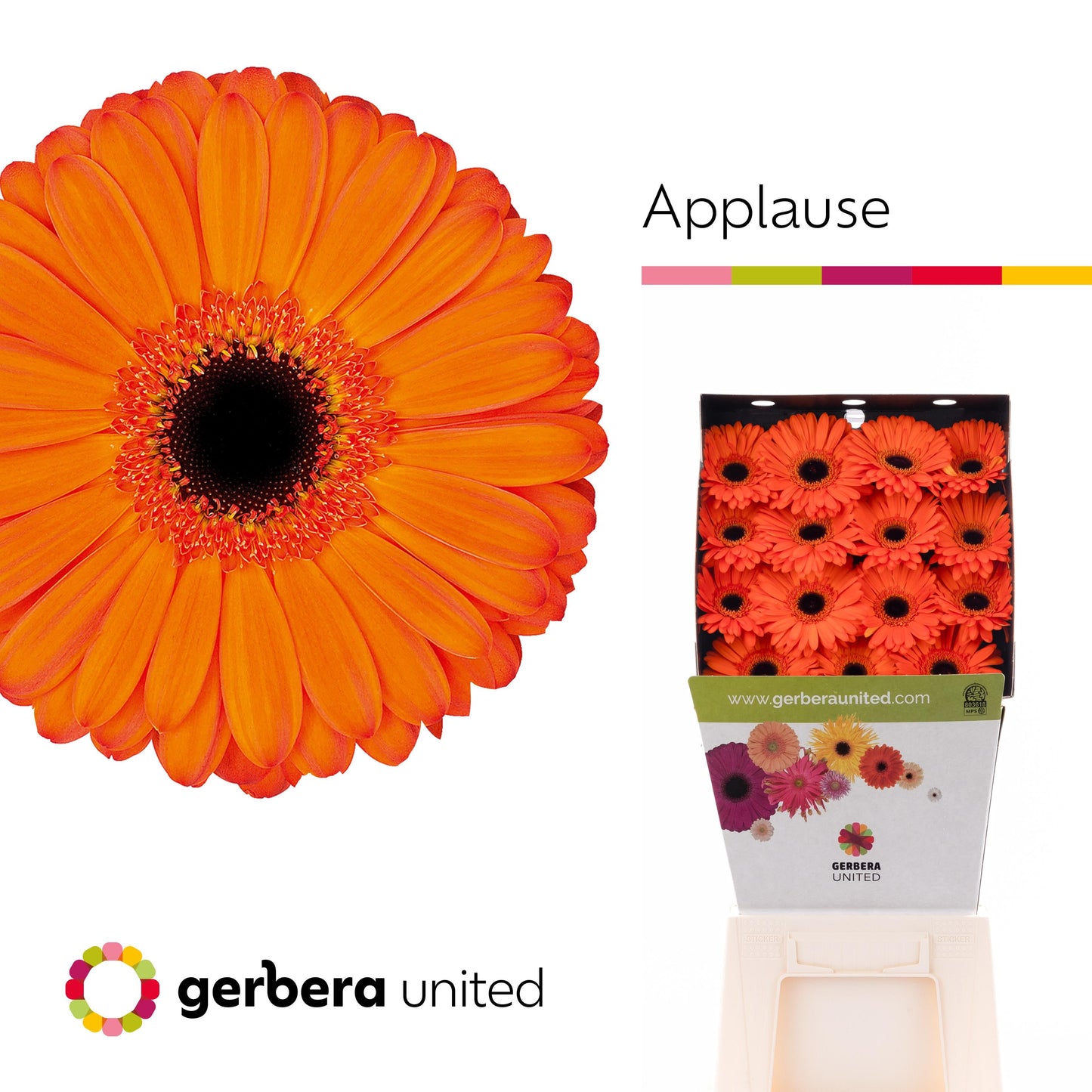 Gerbera - Gerbera - Applause