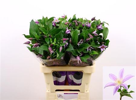 Blue Clematis ‘Star River’ Cut Flowers – 60cm Stems