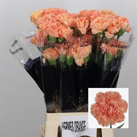 Standard Carnation - Dianthus - Hermes Orange