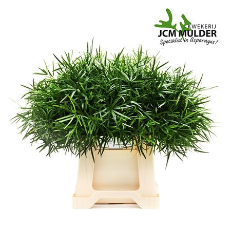 Asparagus Foliage - Asparagus - Falcatus