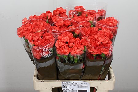 Spray Carnation - Dianthus - Romany