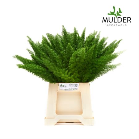 Asparagus Foliage - Asparagus - Myers