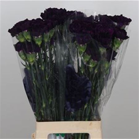 Standard Carnation - Dianthus - Florigene Moonvista
