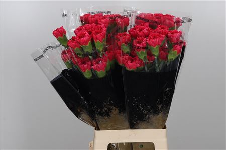 Standard Carnation - Dianthus - Mandalay
