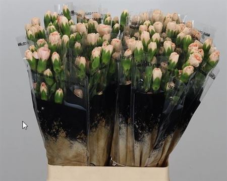 Spray Carnation - Dianthus - Hamada