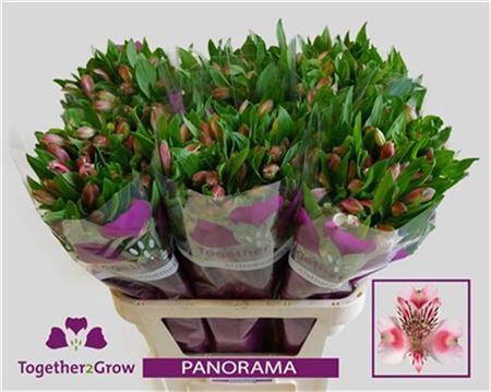 Alstroemeria Panorama