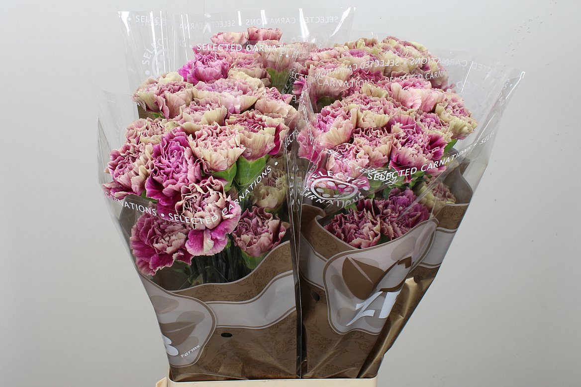 Standard Carnation - Dianthus - Antigua